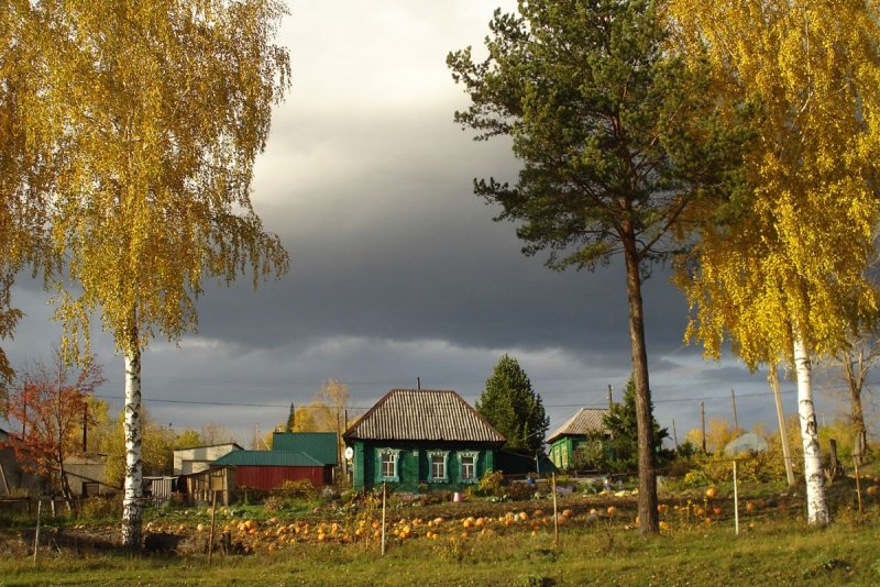 Березы осенние в деревне