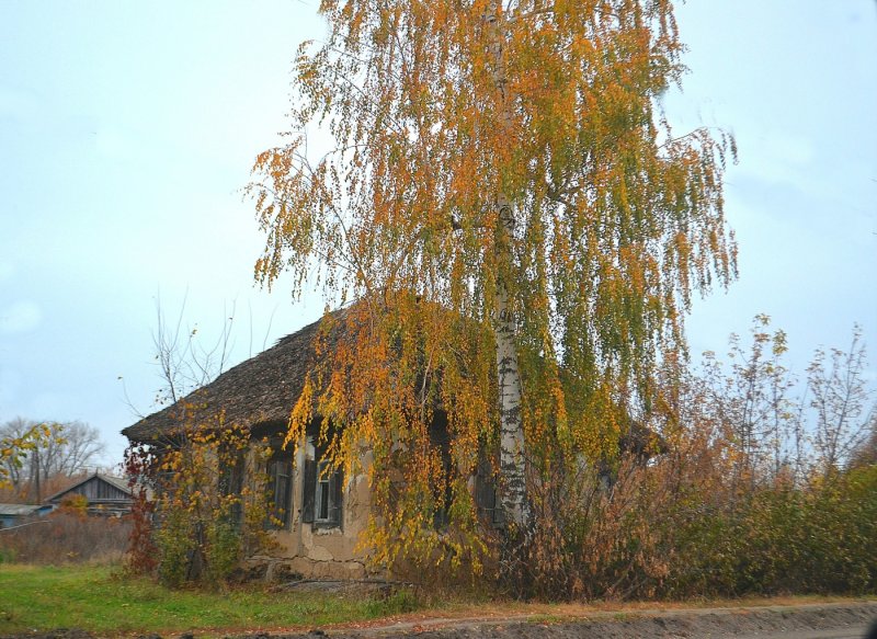 Старая береза