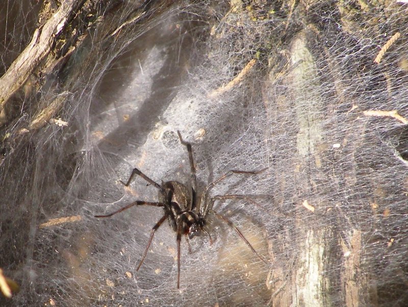 Tegenaria duellica