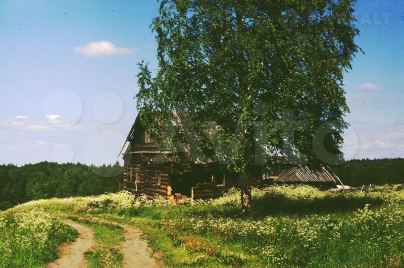 Старая береза над баней