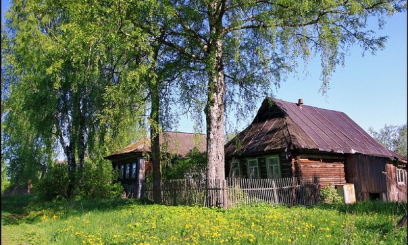 Тополя в деревне