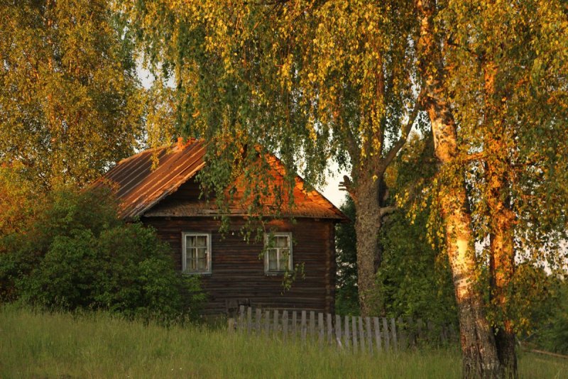 Домик в деревне с березой