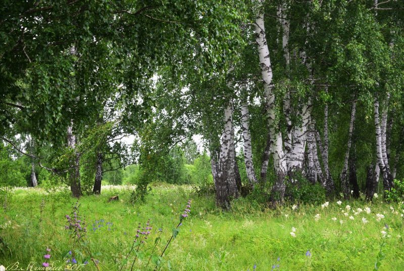 Береза Кемеровской области