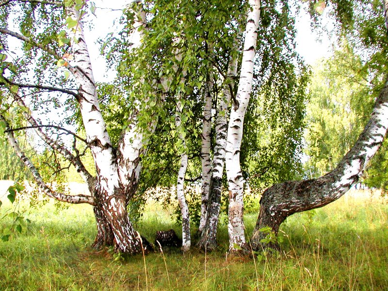 Наклоненная береза
