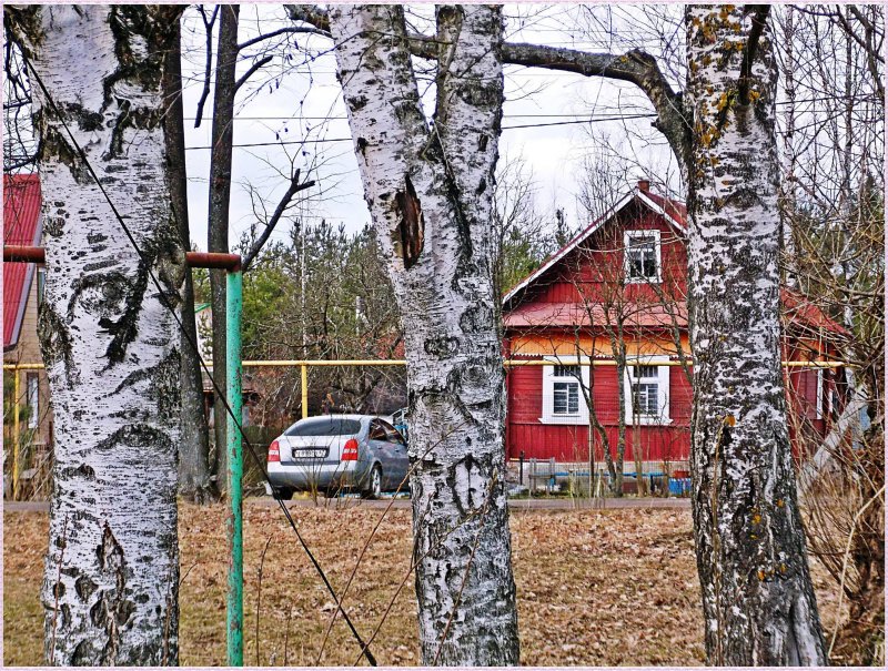 Деревня березы
