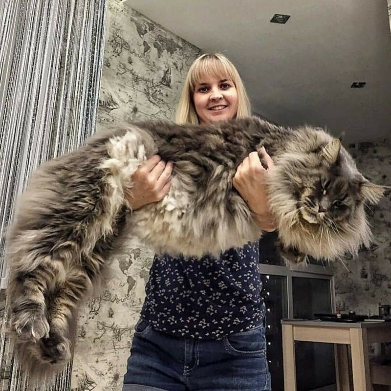Мейн кун большой