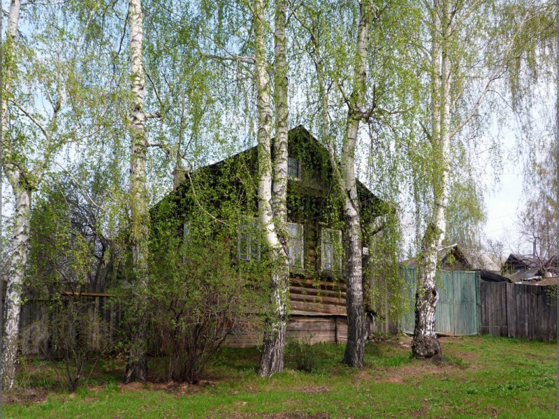 Берёзы Волга Завражье