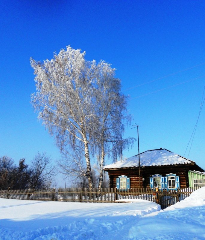 Зима деревня береза