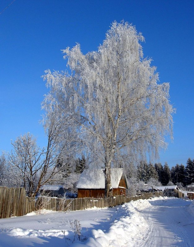 Зима русская березы деревня Есенина