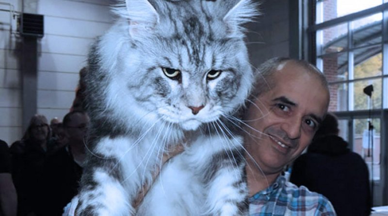 Большой кот Мейн кун