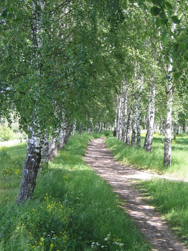 Березы Якутии