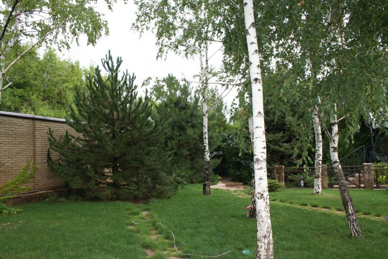 Береза в ландшафтном дизайне