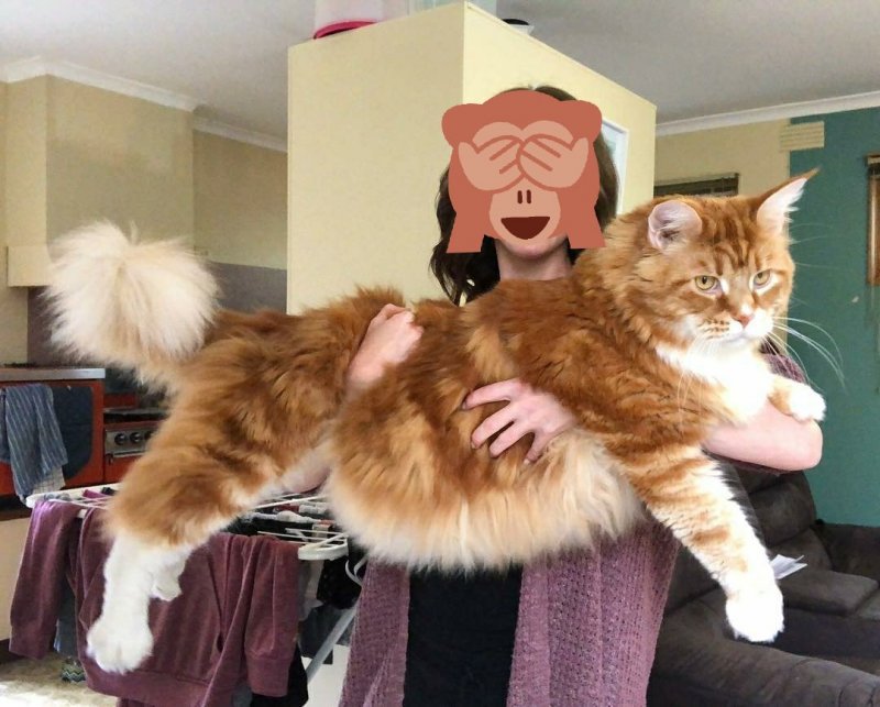 Гигантский кот Мейн кун