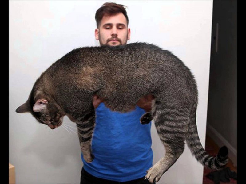 Самый большой кот в мире