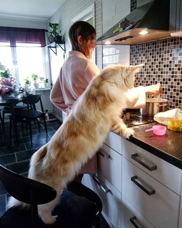 Огромный Мейн кун