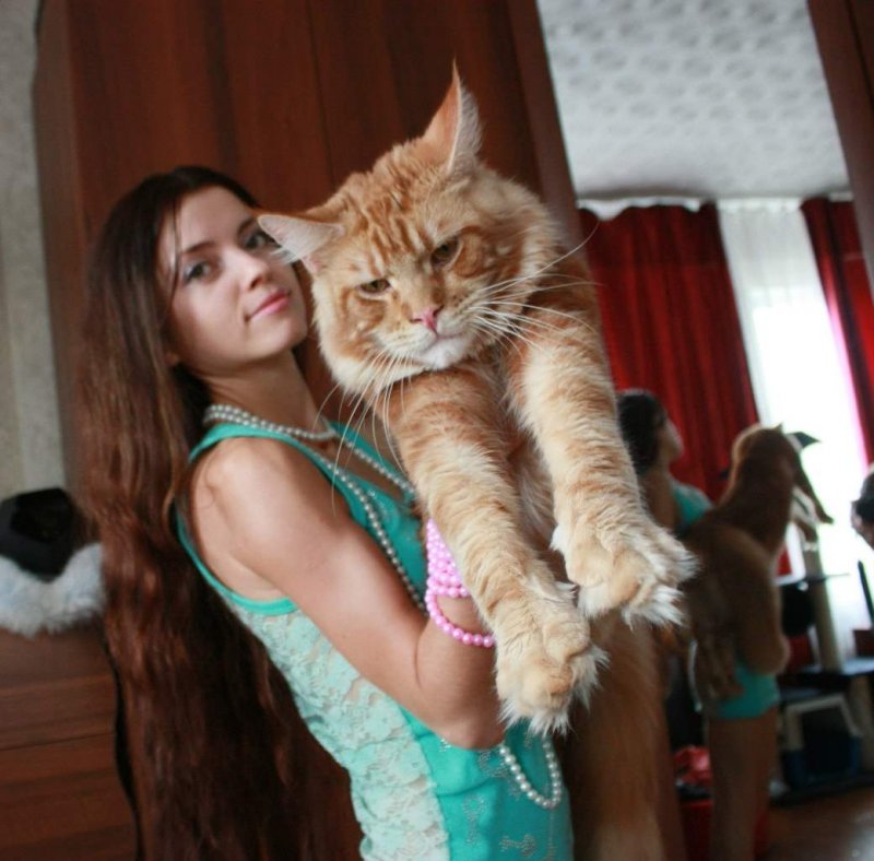 Большой домашний кот Мейн кун