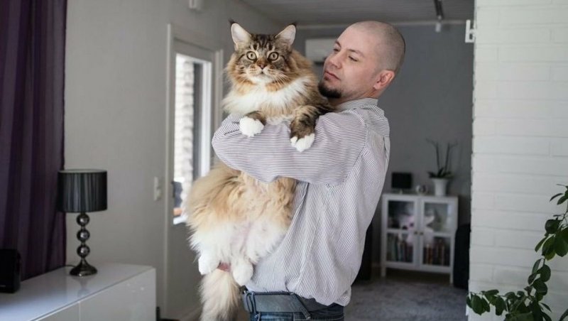 Фото кота Мейн кун с хозяином