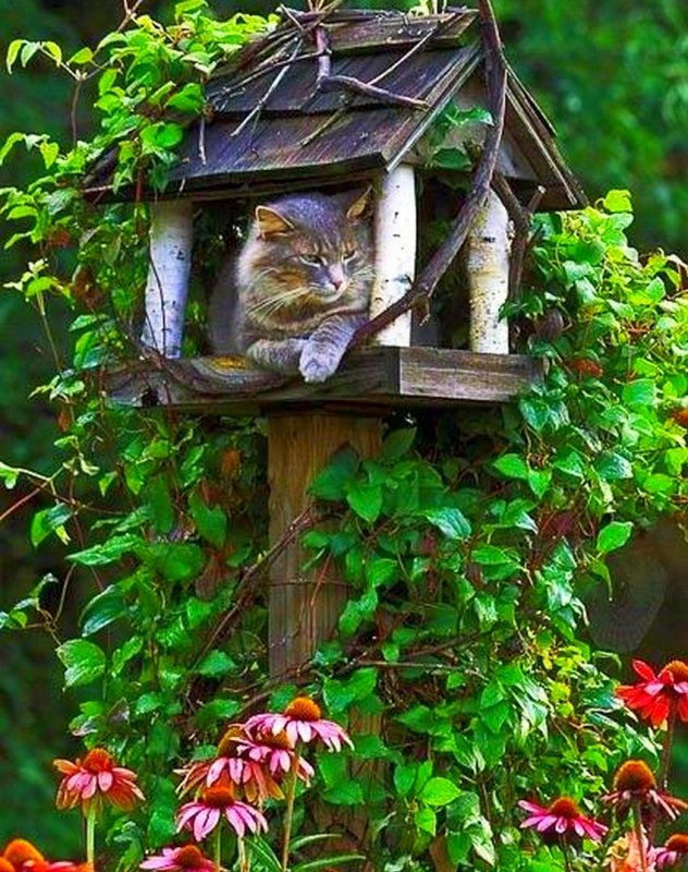 Кот в скворечнике