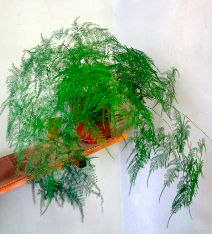 Аспарагус перистый (Asparagus plumosus)
