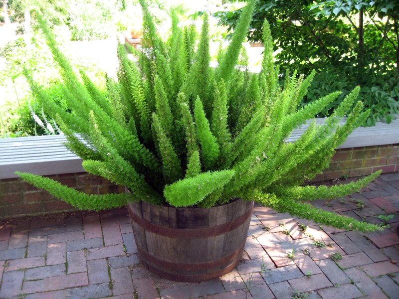 Аспарагус густоцветковый Asparagus densiflorus