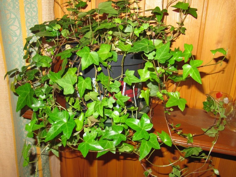 Плющ комнатный