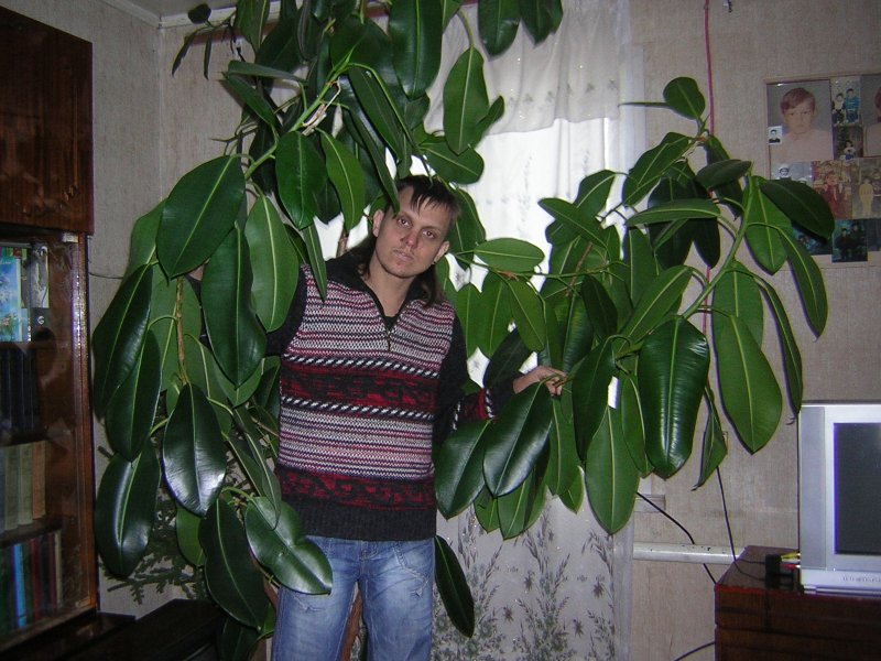 Фикус исполин