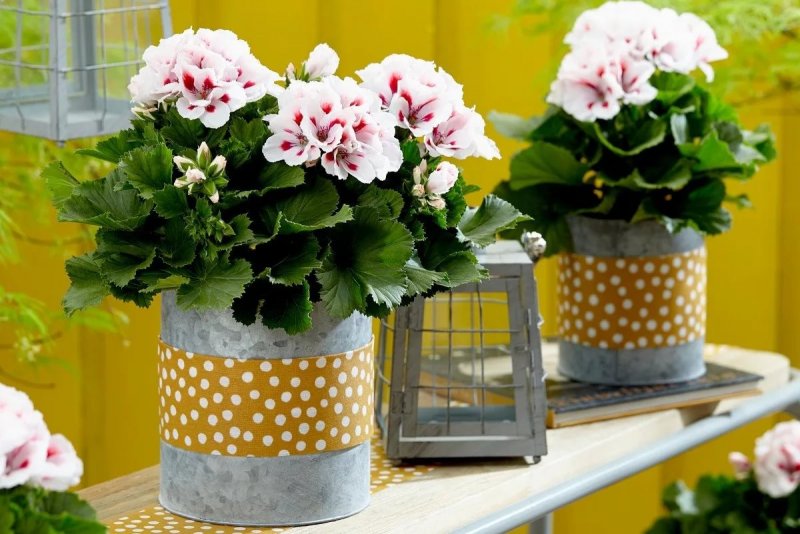 Пеларгония Pelargonium grandiflorum Elegance Francis