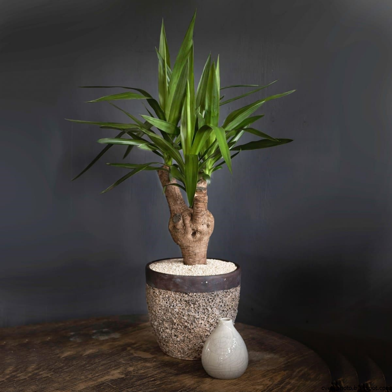 Yucca ELEPHANTIPES Юкка слоновая