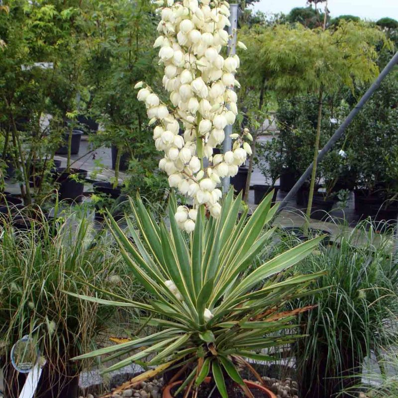 Юкка нитчатая (Yucca)