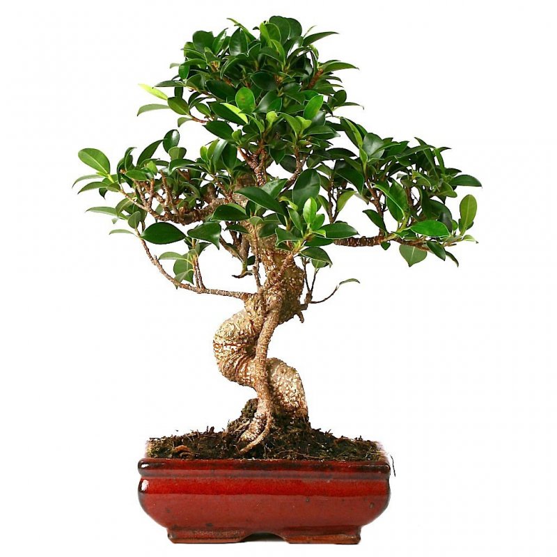 Фикус Bonsai бонсай