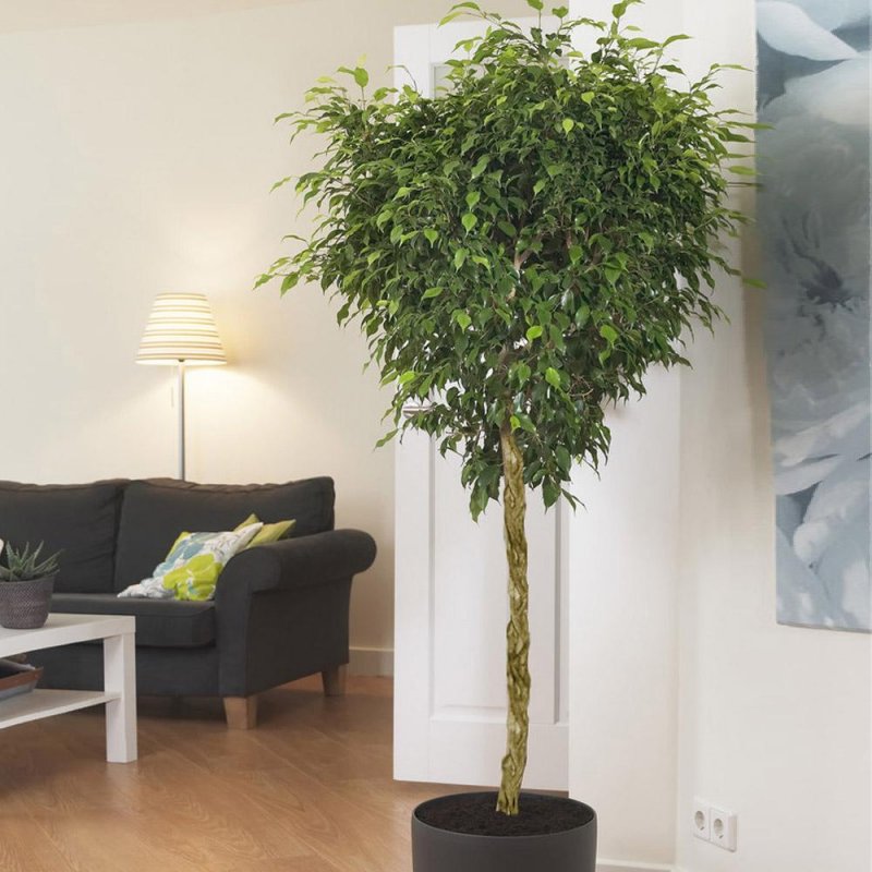 Фикус benjamina Tree
