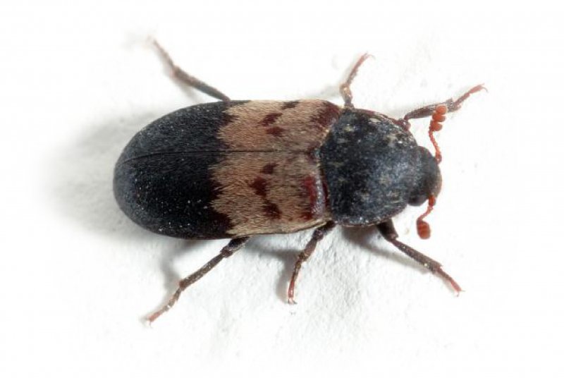 Hylotrupes bajulus Жук
