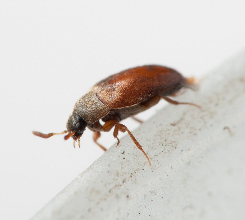 Xestobium rufovillosum