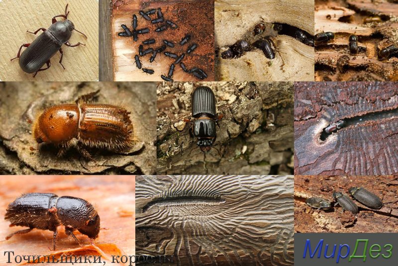 Xestobium rufovillosum
