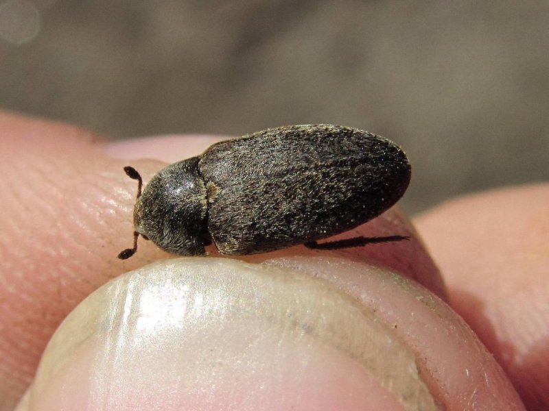 Hylotrupes bajulus