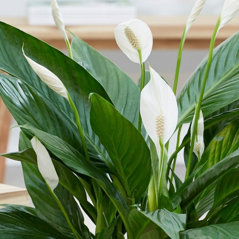 Спатифиллум геликониелистный (Spathiphyllum heliconiifolium)