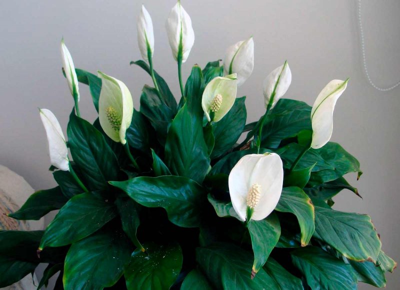 Спатифиллум (Spathiphyllum)