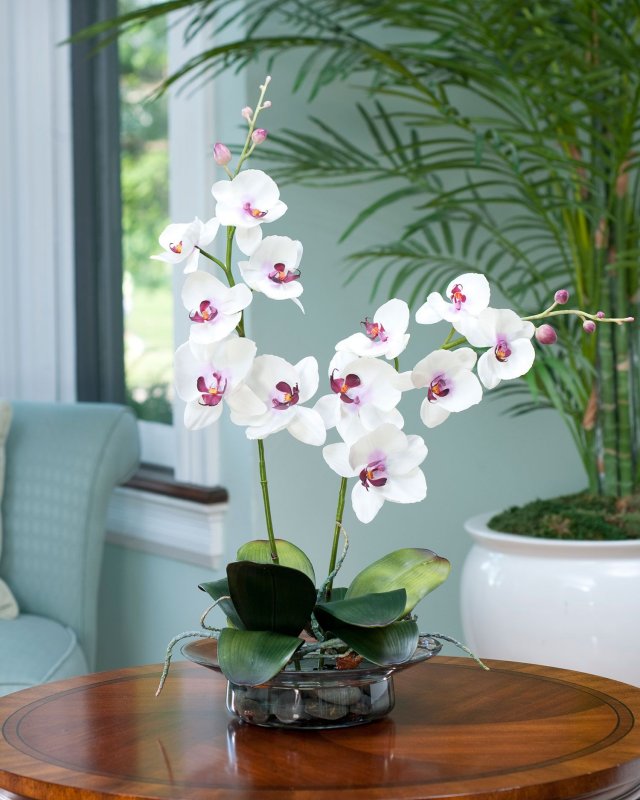 Калла Phalaenopsis