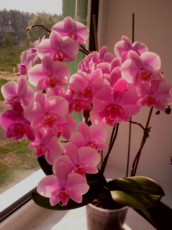 Цветок Phalaenopsis