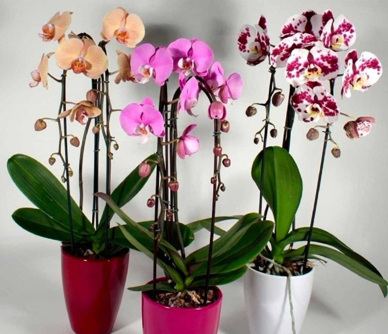 Фаленопсис (Phalaenopsis) – Орхидея