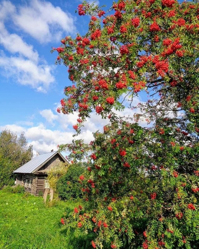 Пейзаж с рябиной