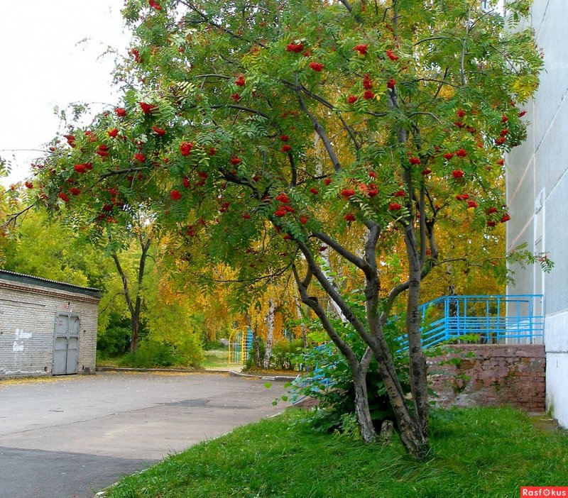 Рябина в саду