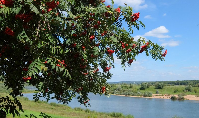 Куст рябины над рекой