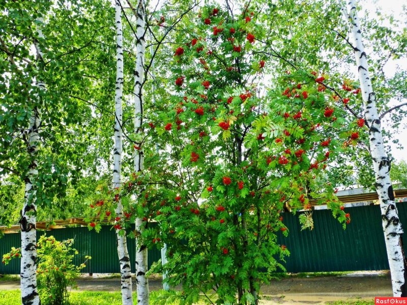 Рябина повислая