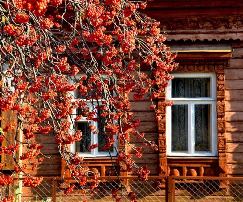Рябина у дома (45 фото)