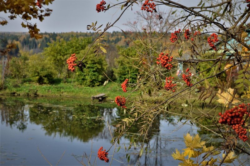 Рябина алая плакучая