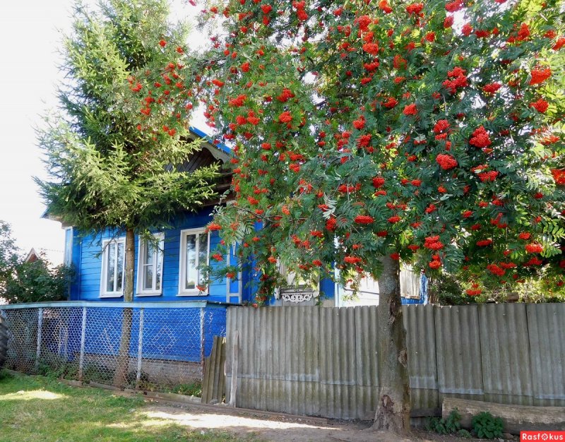 Евпатория Крым рябина домики