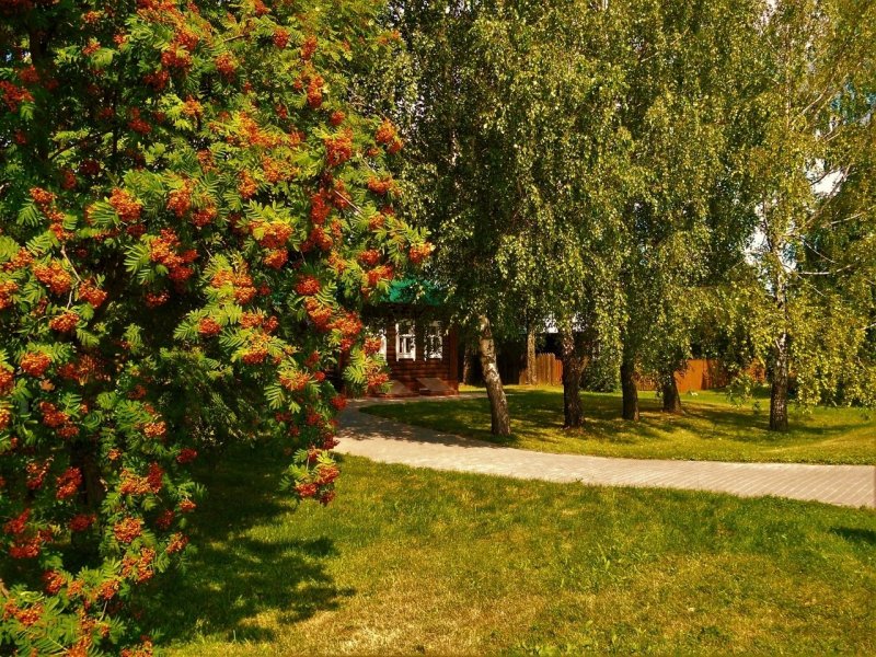 Рябина перед домом