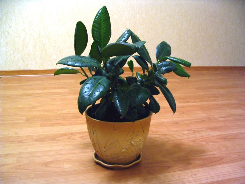 Молочай беложильчатый (Euphorbia leuconeura)