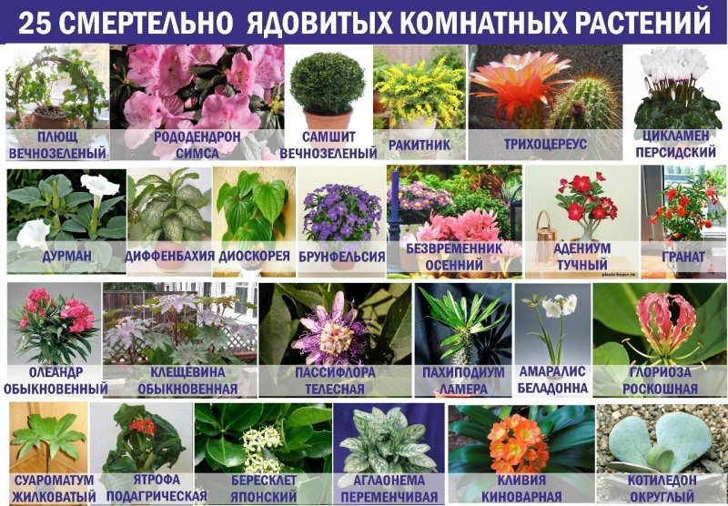 Ядовитый цветок домашний